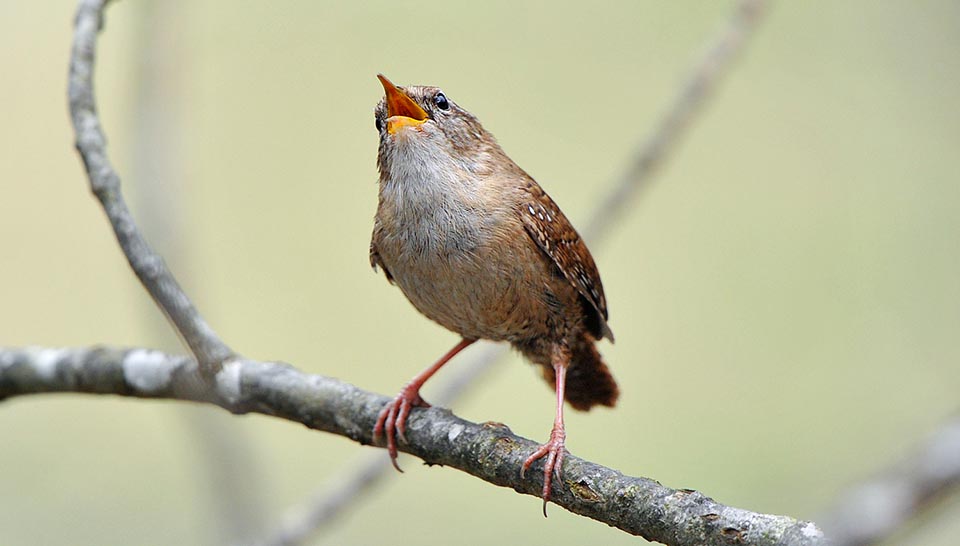 Col suo vastissimo areale nelle zone temperate del Nord America, Magreb ed Eurasia fino al Giappone, pochi predatori ed anche due riproduzioni all’anno, il Troglodytes troglodytes non è una specie in pericolo. Le popolazioni montane migrano d’inverno a valle e per combattere il freddo spesso più scriccioli si pigiano nella stessa tana © Gianfranco Colombo