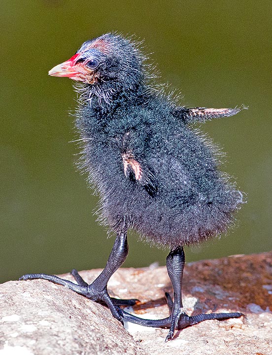 I neonati, ricoperti da una fitta peluria nera, sono decisamente nidifughi e curiosi. Agitando i loro moncherini d'ala, ma già grintosi su solide zampe, lasciano il nido a pochissimi giorni dalla nascita © Giuseppe Mazza