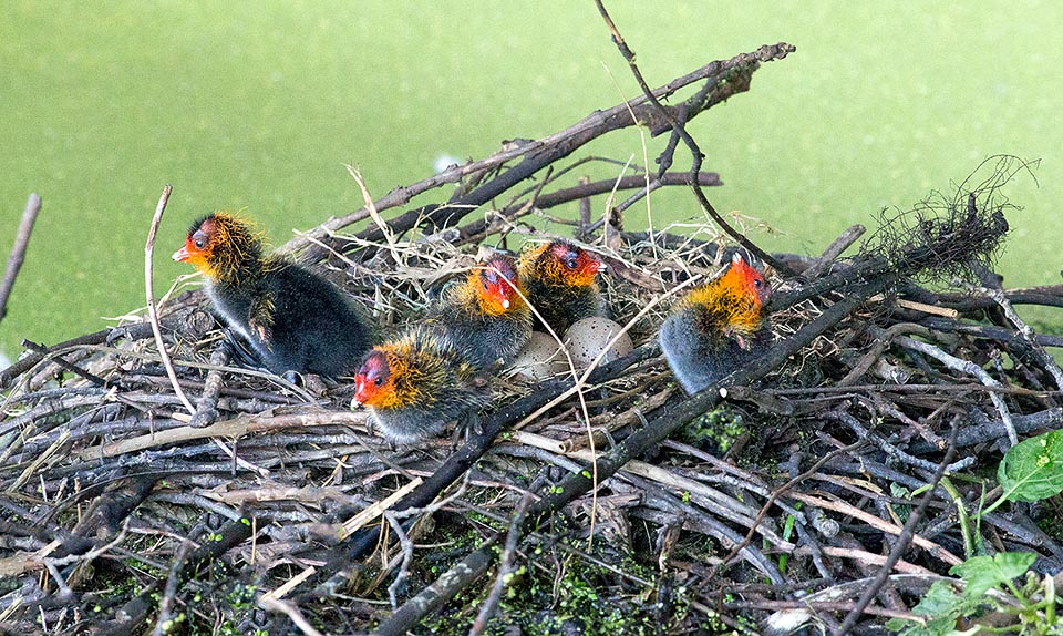 Ora i pulli sono già cinque. Altre uova devono schiudere ma i genitori sono entrambi nel canale coperto di lemna in cerca di cibo © Giuseppe Mazza