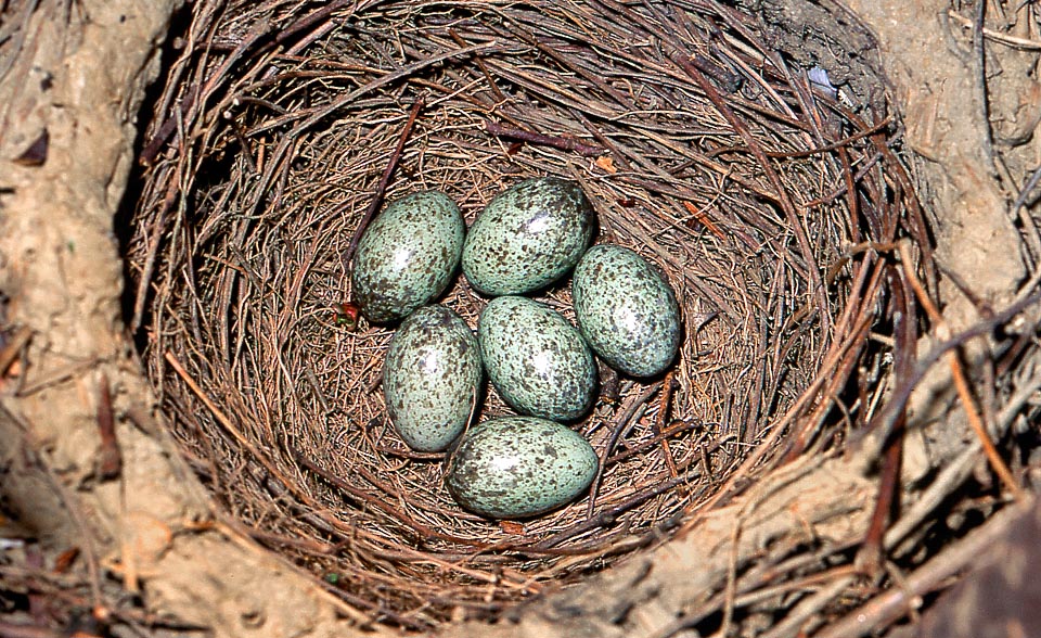 Blue-greenish eggs with brown spots of Pica pica.