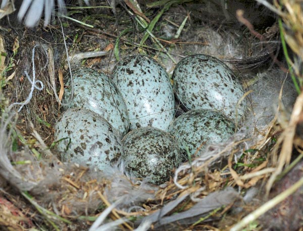 Les œufs, dans le nid d'herbes et de paille, sont en moyenne 5 ou 6, couvés pendant 10-15 jours © Gianfranco Colombo