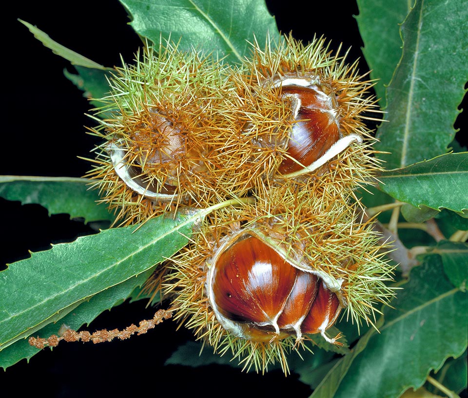 Castanea sativa