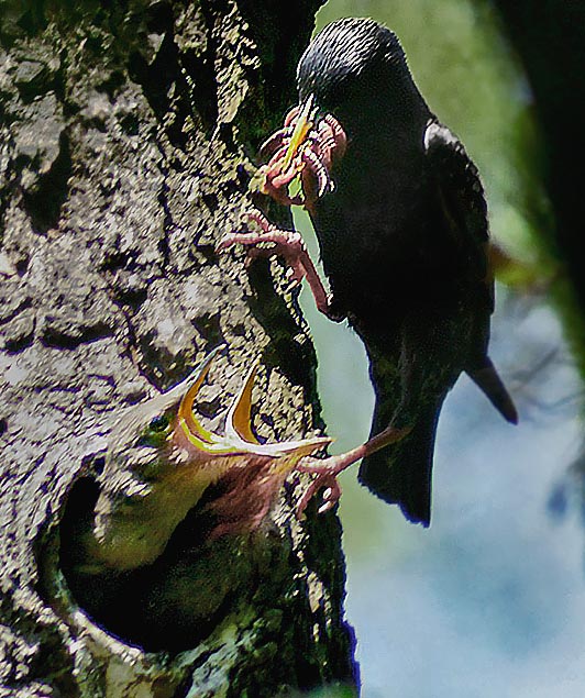 Imploring mouths. A bottomless stomach needing proteins © Agostino Codazzi