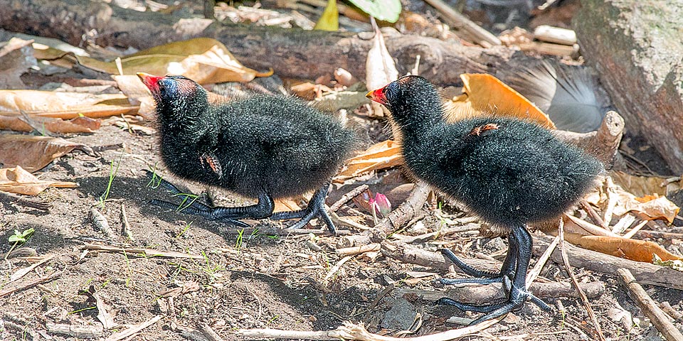 Bien qu'étant capables de se nourrir seuls, les poussins réclament sans cesse de la nourriture, accompagnés de leurs parents qui les suivent pendant quelques semaines © Giuseppe Mazza