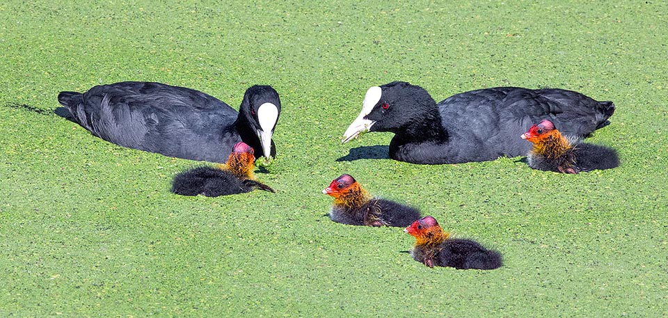 Fulica atra, Rallidae, Foulque macroule