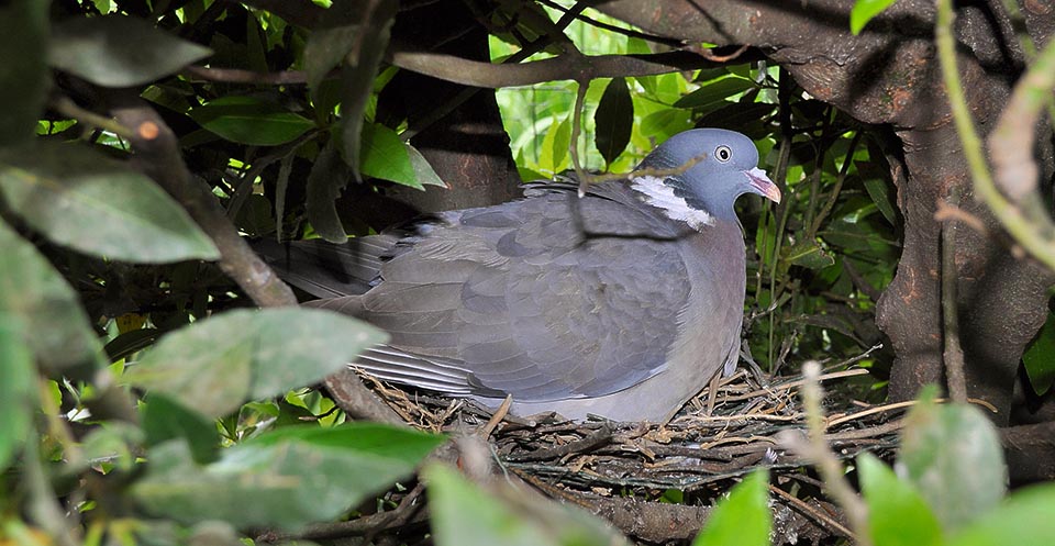 Le mâle et la femelle du Pigeon ramier couvent chacun leur tour. L'incubation dure environ 18 jours et les petits sont nourris avec le fameux “lait de pigeon”, une typique et caractéristique pâtée prédigérée, très nourrissante, qui est régurgitée directement par les parents dans le jabot des oisillons affamés © Museo Lentate