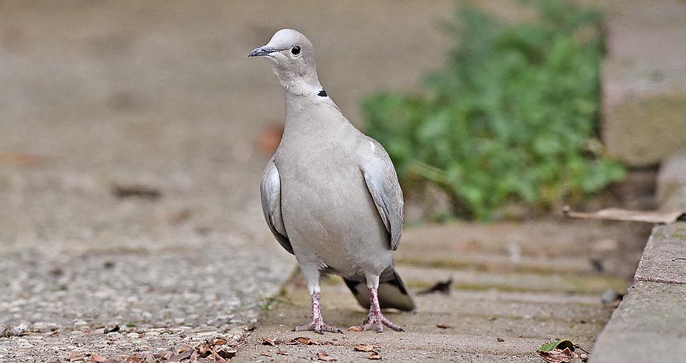 “What are you doing in my garden” seems to say boldly, and to talk of endangered species for the collared dove is really a joke © Gianfranco Colombo