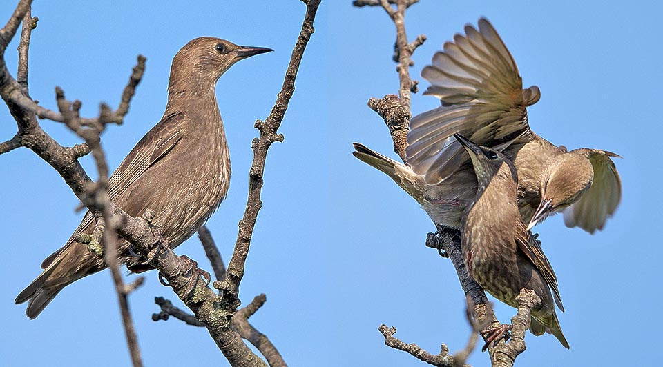 A 3 settimane i giovani abbandonano il nido con la loro caratteristica livrea marrone. Si uniscono subito in bande numerose pronte a battibecchi per un boccone © Gianfranco Colombo