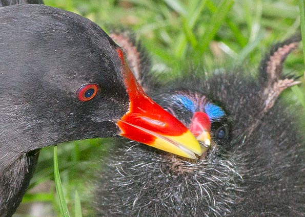 Becquée rassurante. La mortalité chez les petits, souvent insouciants, est très importante mais à l’âge d’un an Gallinula chloropus est déjà capable de se reproduire avec une espérance de vie d’environ 12 ans © Giuseppe Mazza