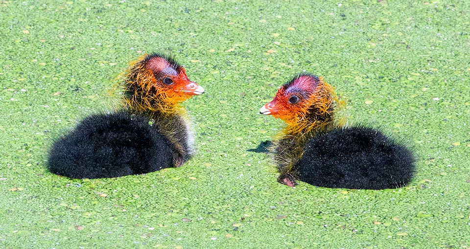 Fulica atra, Rallidae, Foulque macroule