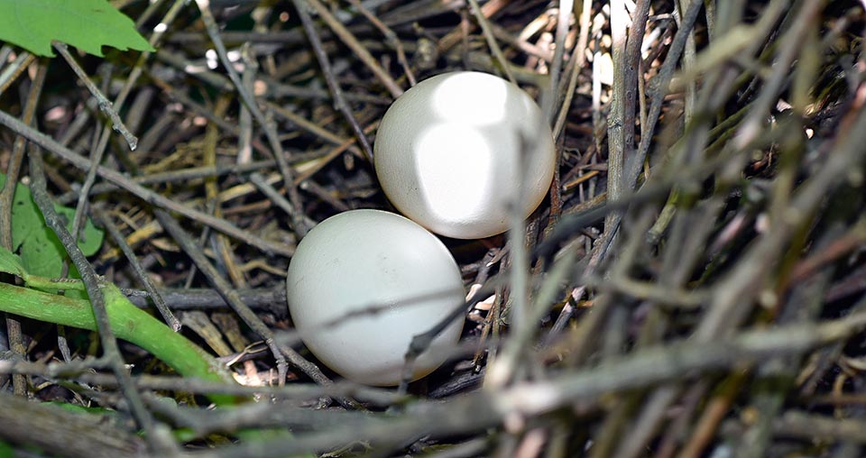 Come di norma nel mondo dei colombi, le uova sono solo due, ma il colombaccio può riprodursi anche 3 volte all’anno © Gianfranco Colombo