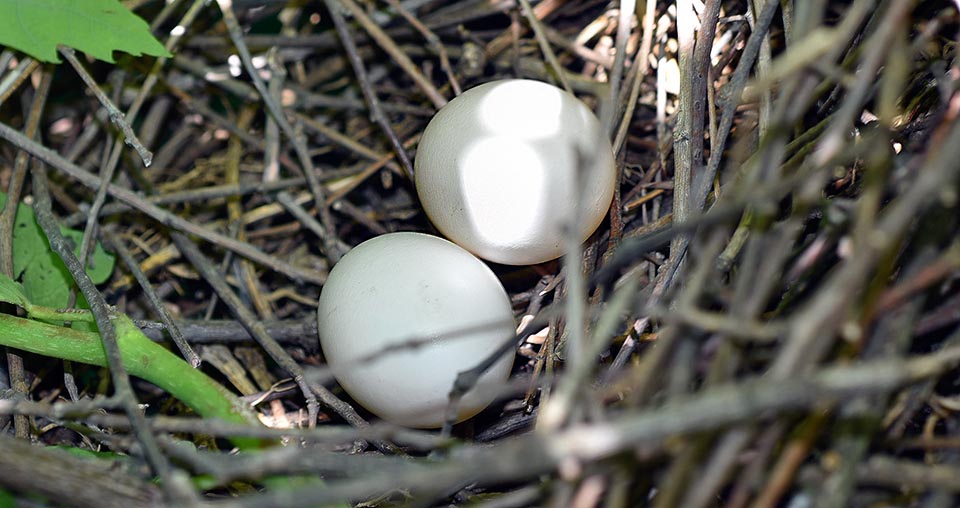 As usual in the pigeons world, the eggs are only two, but the wood pigeon may reproduce even thrice a year © Gianfranco Colombo