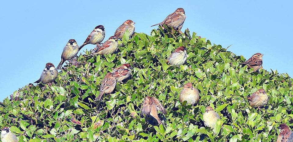 Réunion vespérale des copropriétaires. Ils disparaîtront bientôt parmi les branches, attendant le matin et le silence suivra. Le moineau est un oiseau très sociable © Gianfranco Colombo