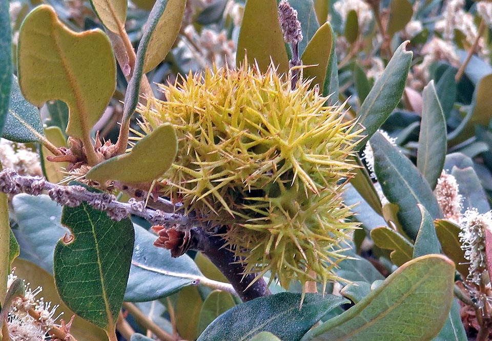 Chrysolepis sempervirens