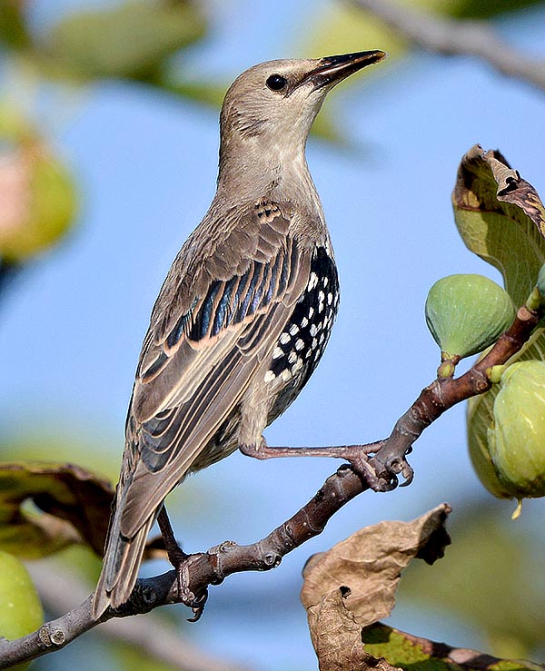 By end of season they get slowly the typical dotting of the adults © Gianfranco Colombo