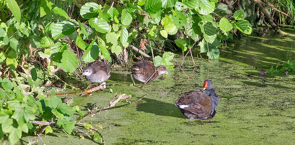 Growing pullets with mother. They eat all what met on their path: molluscs, small fishes, larvae of insects and tadpoles, algae, grasses, seeds and fruits © Giuseppe Mazza