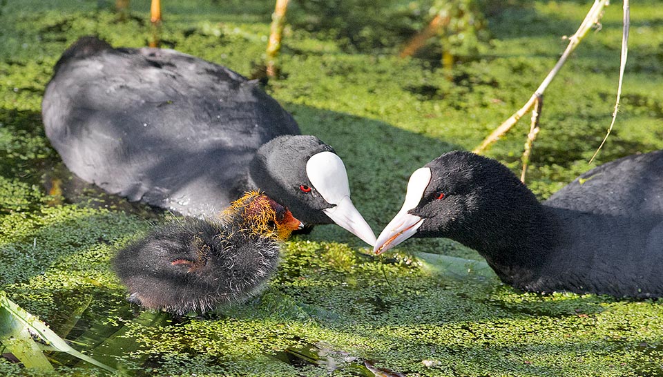 Fulica atra, Rallidae, Foulque macroule