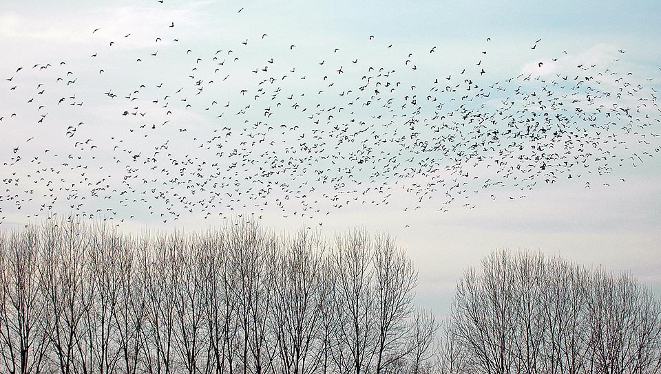 By the first winter cold we may see even flocks with thousands of individuals south bound © Gianfranco Colombo