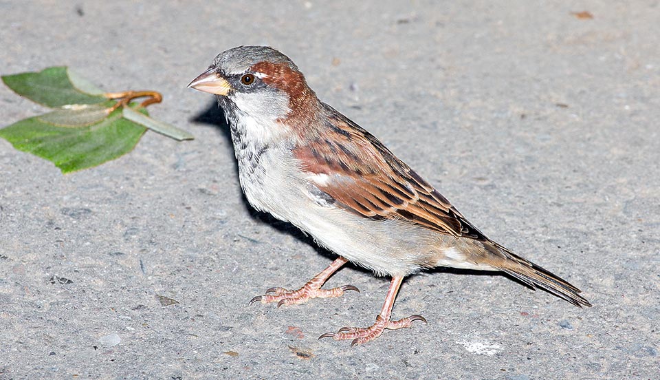 Although in the last decades the Passer domesticus has got a drastic and generalized diminution of its members and they were even talking to protect it, being menaced by the changes in agriculture and the diffused use of pesticides, evaluated the great diffusion and the high prolificacy now the species is not considered endangered © Giuseppe Mazza