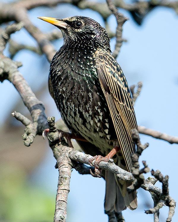 With winter beginning parents have lost completely their glittery, long and thin parade feathers and the livery tends decidedly to black with clear dots on the whole body © Gianfranco Colombo