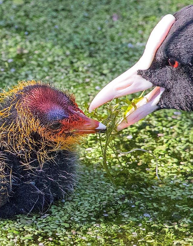 A generous ration of “green noodles” based on filamentous algae, roots and leaves chopped artfully. It is not rare, with all these delicate attentions, that at times the young get bigger than the adults.