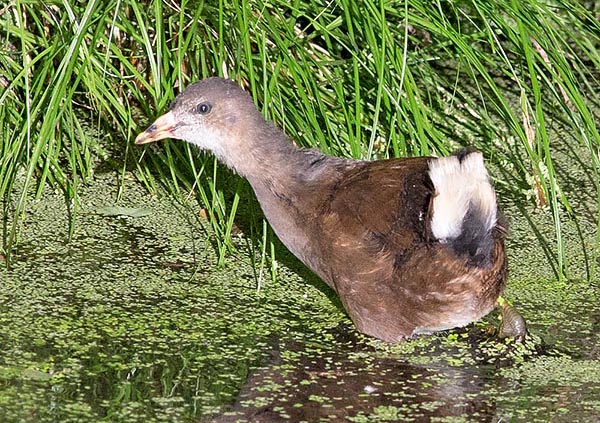 In the young prevail the brown shades. The undertail, here raised defiantly, is already white © G. Mazza