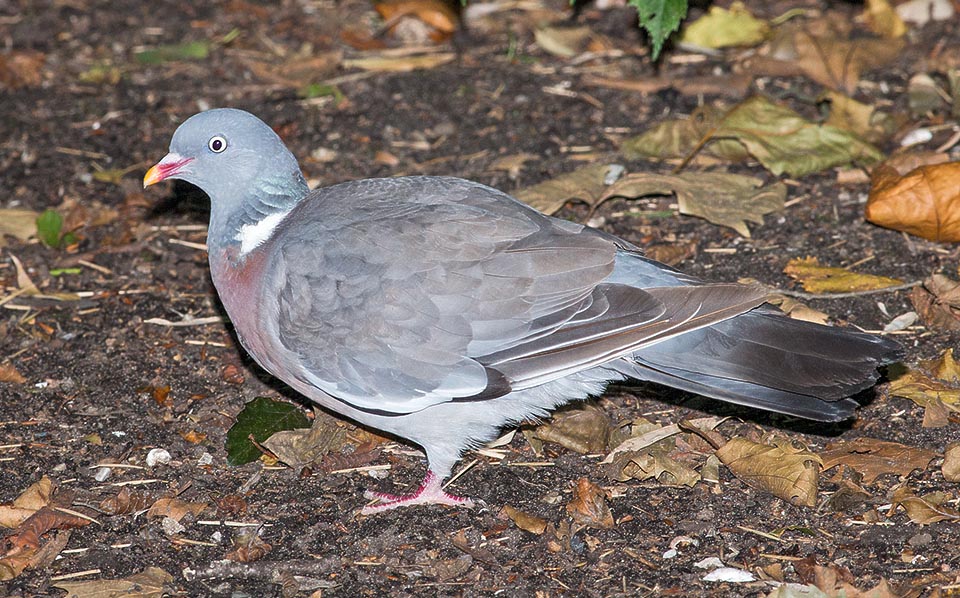 A fine stagione sono grassottelli, facile bersaglio per doppiette. Non è certo una specie in pericolo. In alcuni stati viene considerata nociva e la caccia ammessa tutto l’anno © Giuseppe Mazza