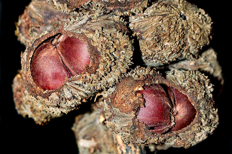 Castanopsis inermis