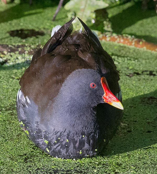 Bien que liée à l’eau, Gallinula chloropus a su conquérir des endroits ne convenant pas vraiment à son mode de vie avec une présence dans les parcs urbains ou des endroits tout à fait inattendus comme le Groenland © Giuseppe Mazza