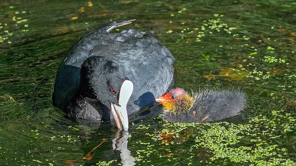 The coots eat all what they meet on their path: small fishes, tadpoles, molluscs, insect larvae, crustaceans and even small snakes or nestlings. The main dish is however often formed by vegetation: algae and aquatic plants collected in surface or directly on the bottom of the basin up to some metres of depth.