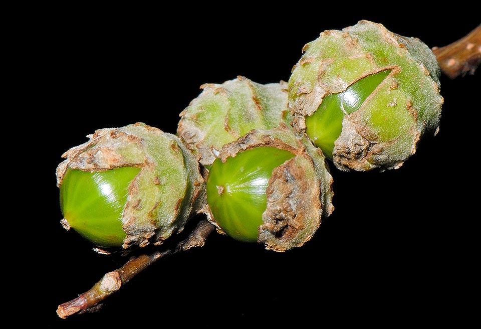 Castanopsis carlesii 