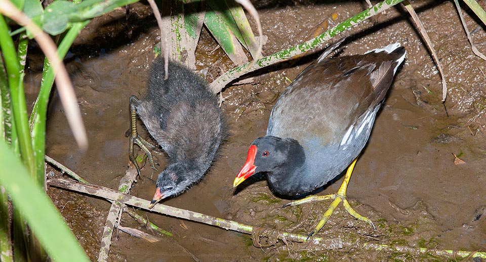 Mother with already grown chick: beak and legs are already colouring. Despite the numerous predators it's an expanding species without any danger © Giuseppe Mazza