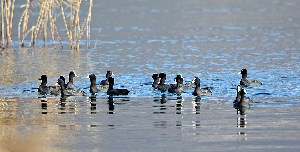 Con l’arrivo dei primi freddi invernali le folaghe perdono improvvisamente la loro consueta litigiosità per riunirsi in stormi, a volte anche molto consistenti, frammisti alle anatre ed agli altri uccelli acquatici che prima non sopportavano. Si avvicinano con loro ai centri abitati per elemosinare il cibo nei parchi cittadini.