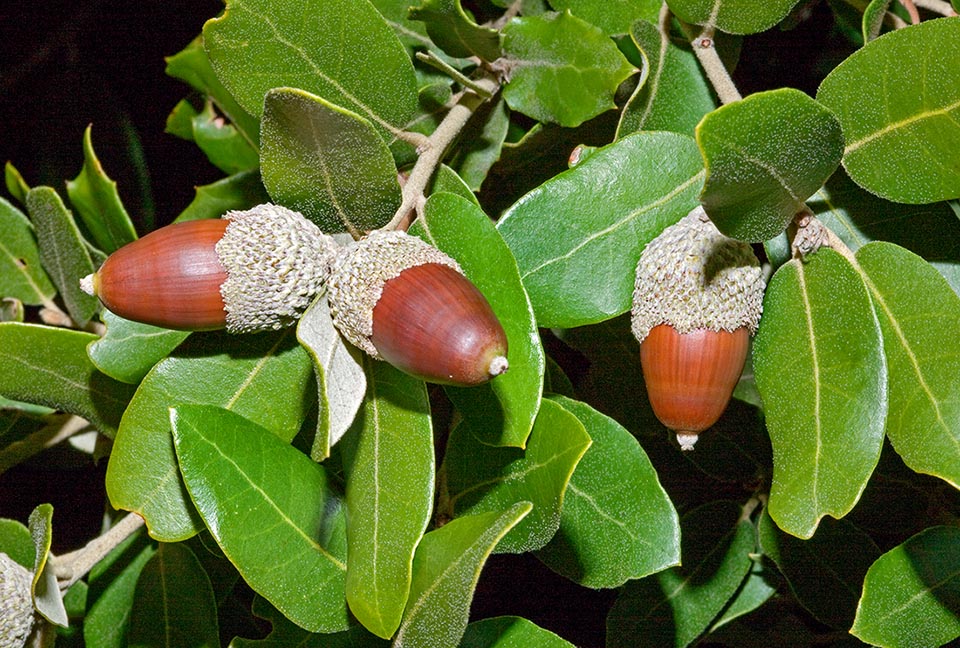 Quercus ilex