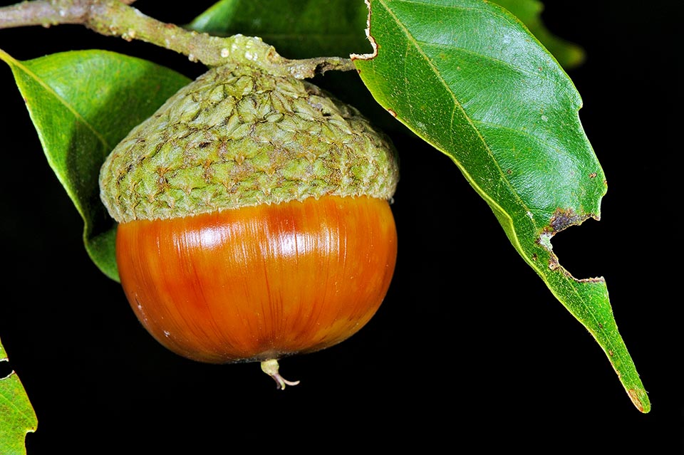 Lithocarpus konishii