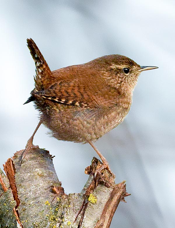 El chochín común (Troglodytes troglodytes) es el ave europea más pequeña tras el reyezuelo sencillo (Regulus regulus) © Alvaro Dellera