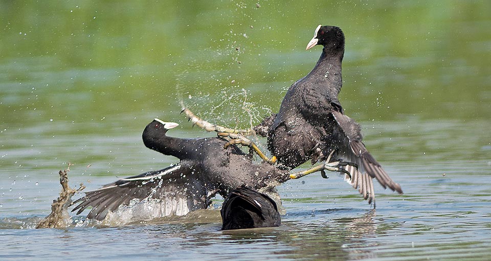 Fulica atra aggredisce l’antagonista in amore.