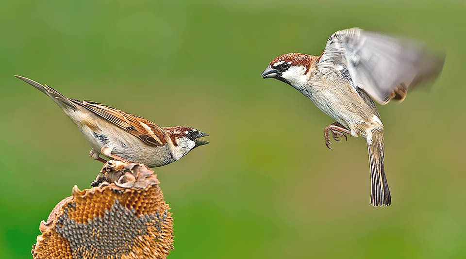 The Passer domesticus italiae distinguishes for the reddish head and the range that incredibly coincides with the national boundaries © Antino Cervigni