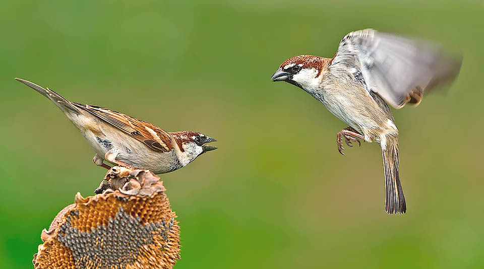 Passer domesticus italiae se distingue par sa calotte roussâtre et par son aire qui, incroyablement, coïncide avec les frontières du pays © Antino Cervigni