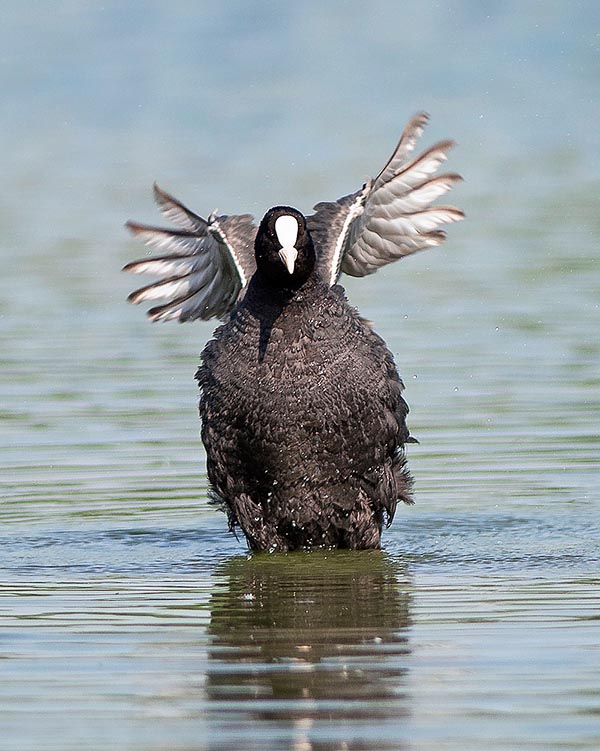 La vie entière de la Foulque macroule est étroitement liée à l’eau.