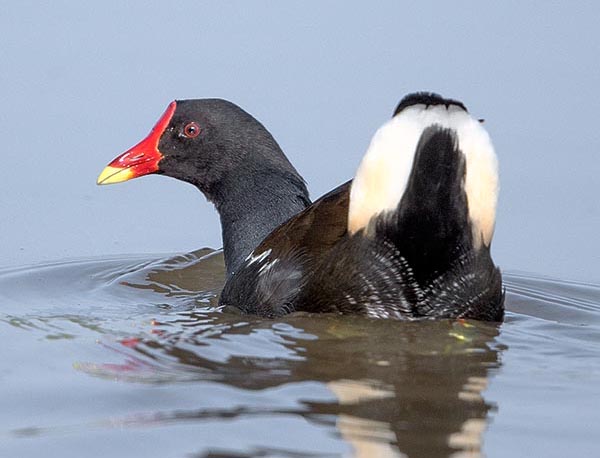 Immediately noted for the yellow vermilion beak like the frontal shield and the white undertail that when swimming often raises defiantly to send messages to similars © Gianfranco Colombo