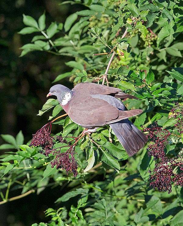 Eccolo in natura ingolosito e guardingo su un sambuco carico di frutti © Giuseppe Mazza