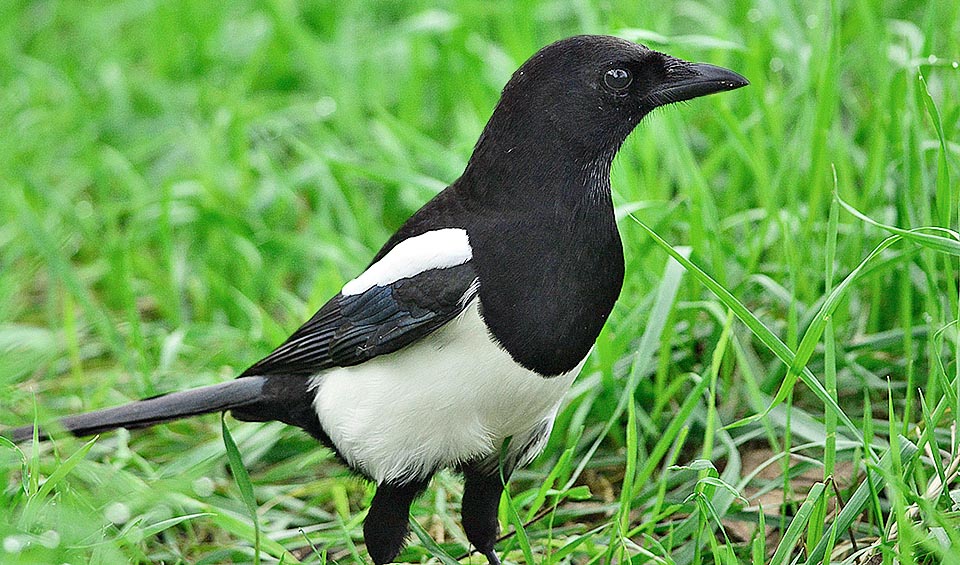 Pica pica está relacionado con los cuervos.