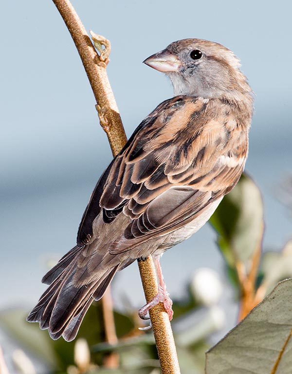 It is not surely a showy bird and the female even less © Giuseppe Mazza