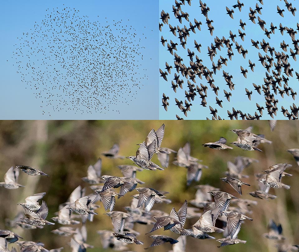 Il est souvent sédentaire, mais aux premiers froids les populations du Nord migrent en masse composant des nuées impressionnantes de milliers d'individus © Colombo