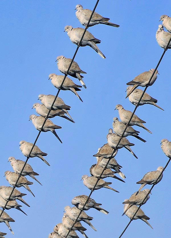 Et voilà ses troupes. En bon ordre, prêtes pour la conquête du monde © Gianfranco Colombo