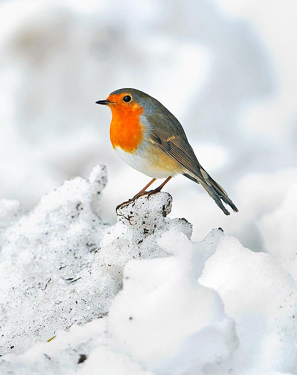 È facile vederlo, specialmente dopo una nevicata, infreddolito e senza nascondigli © Gianfranco Colombo