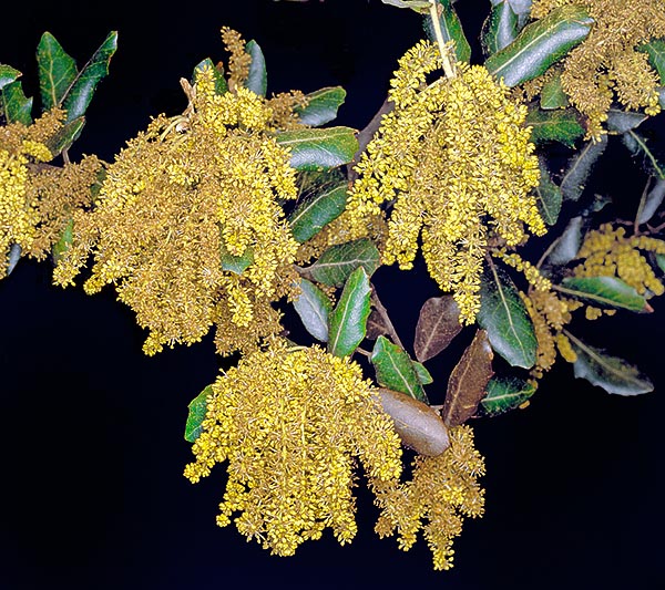 Tha male flowers merge in 5-7 cm long pendulous catkins © Giuseppe Mazza