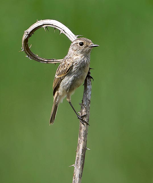 Muscicapa striata, Muscicapidae, Papamoscas gris