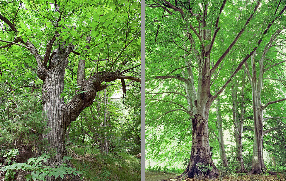 Fagaceae